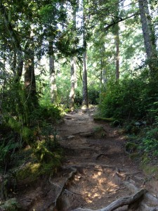 Climbing up Dynamite - root stairs in places