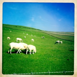 We walked  through pastures with sheep, goats, and cows