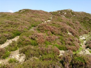 It seemed after a hill crest you could walk a bit and the up you go again!