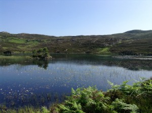 Lovely pond with water lilies 