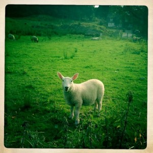 Sheep in field across the street from our B & B