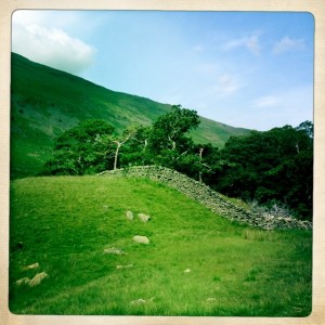 Stone wall enclosure of trees