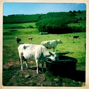 Cows, cows, cows