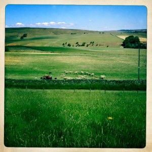 Farmer and dogs rounding up sheep