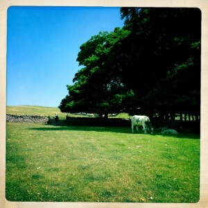 Walking through fields