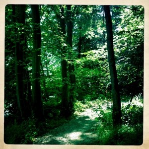 Path through the trees