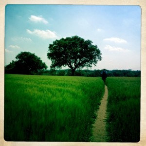 Sunny skies across pastures.