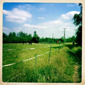 Walking on path beside,the River,Swale on our,right, pastures on our left. 