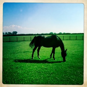 Walked through a horse pasture 