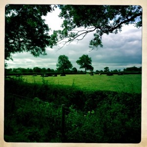 Walking through farms with a bit of shade.