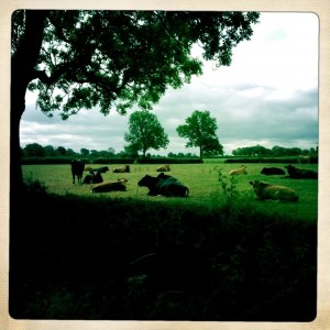 Cows resting, but no rain