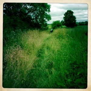 Tony walking through high weeds...lookout for nettles!