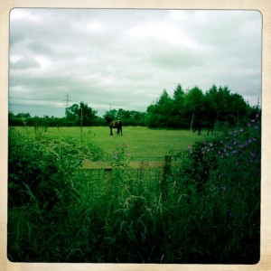 Horse in field with wild flowers along this road.