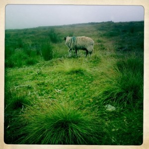 Sheep were baaing across the moors