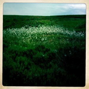 Odd, but lovely flowers that look like sheep wool.