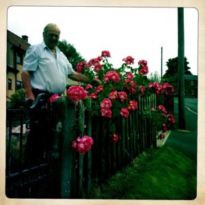 Gentleman I chatted with. These are seven sister roses.