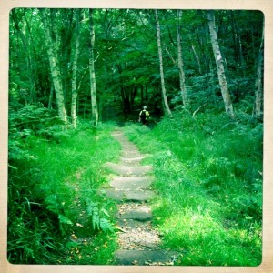 Footpath  through the woods